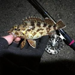 南港へち釣行 (2020/02/06 激サム~南港ヘチ釣り キビレチヌ(41cm)ガシラ 釣果有り)