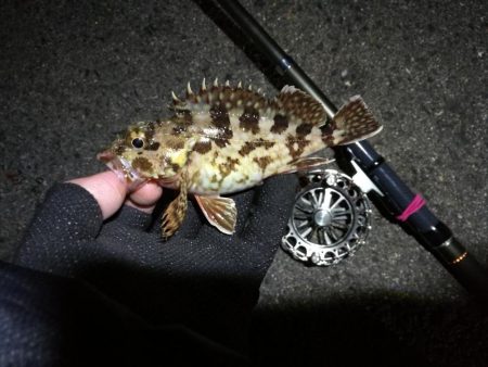 南港へち釣行 (2020/02/06 激サム~南港ヘチ釣り キビレチヌ(41cm)ガシラ 釣果有り)