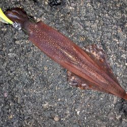 強風の中、なんとかツ抜け