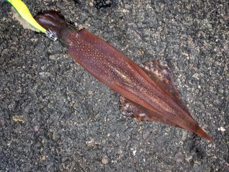 強風の中、なんとかツ抜け