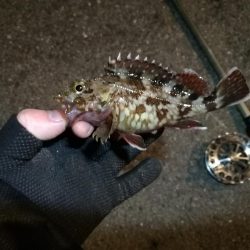 南港へち釣行 （2020/02/06 やっぱり寒い～南港ヘチ釣り　キビレチヌ（43.5cm）ガシラ 釣果有り）