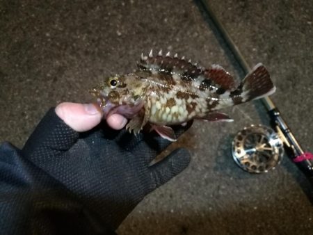 南港へち釣行 （2020/02/06 やっぱり寒い～南港ヘチ釣り　キビレチヌ（43.5cm）ガシラ 釣果有り）