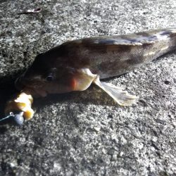 諦めたらアイナメが！