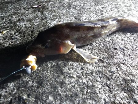 諦めたらアイナメが！