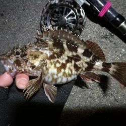 南港へち釣行 (2020/02/06 かなり寒い中の南港ヘチ釣り 真チヌ(49cm!)ガシラ 釣果有り)