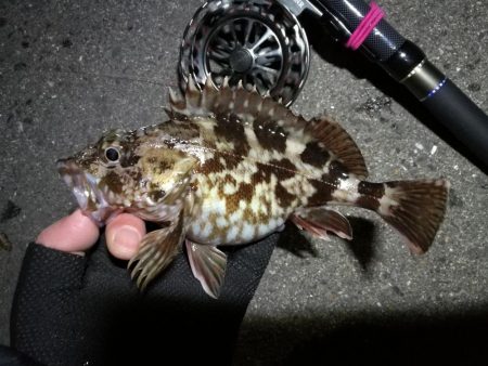 南港へち釣行 （2020/02/06 かな…