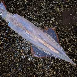 強風の中、再度のツ抜け