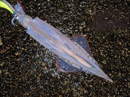 強風の中、再度のツ抜け