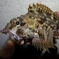 南港へち釣行 （2020/02/11 南港ヘチ釣り　キビレチヌ（45cm）ガシラ 釣果有り）