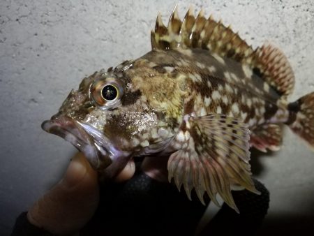 南港へち釣行 （2020/02/11 南港ヘチ釣り　キビレチヌ（45cm）ガシラ 釣果有り）