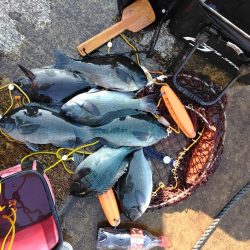 フカセが一番・・面白いです・・