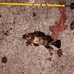 タフコンディション