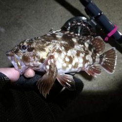 南港へち釣行 （2020/02/15 濃霧の南港ヘチ釣り 真チヌ48cm　ガシラ 釣果有り）