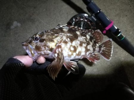 南港へち釣行 （2020/02/15 濃霧の南港ヘチ釣り 真チヌ48cm　ガシラ 釣果有り）