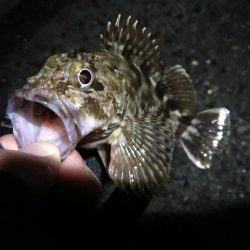 南港へち釣行 (2020/02/16 南港ヘチ釣り キビレチヌ(39cm)ガシラ 釣果有り)