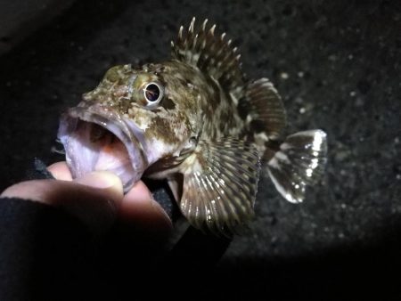 南港へち釣行 (2020/02/16 南港ヘチ釣り キビレチヌ(39cm)ガシラ 釣果有り)