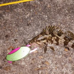 レアタケノコゲットだぜ