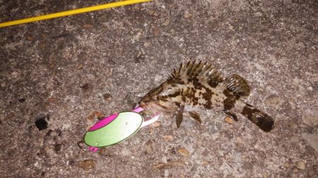 レアタケノコゲットだぜ