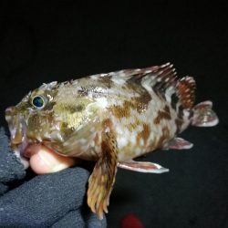 南港へち釣行 （2020/02/24 南港ヘチ釣り　キビレチヌ（31cm）ガシラ 釣果有り）