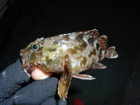 南港へち釣行 （2020/02/24 南港ヘチ釣り　キビレチヌ（31cm）ガシラ 釣果有り）