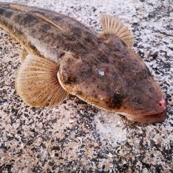 久しぶりにナイスサイズ釣れました