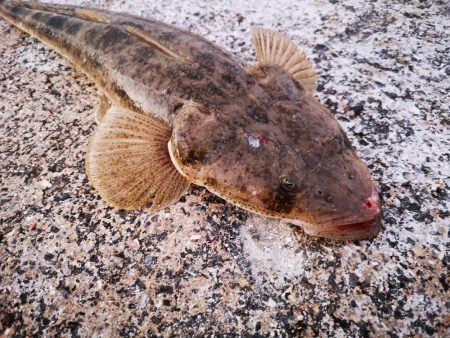 久しぶりにナイスサイズ釣れました