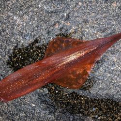 渋い中ポツポツと