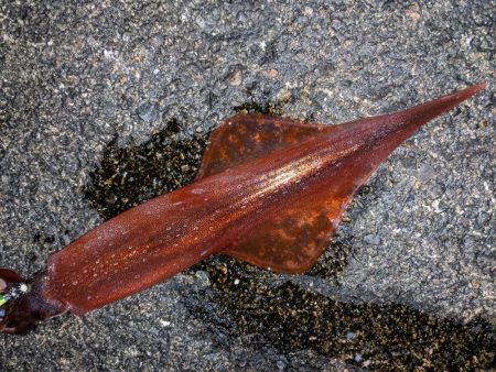 渋い中ポツポツと