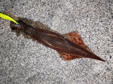 混雑の中小堤防で