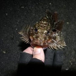 南港へち釣行 （2020/02/29 うるう年の南港ヘチ釣り 歳無し！真チヌ52.5cm　ガシラ 釣果有り）