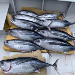 ビンチョウマグロギジング