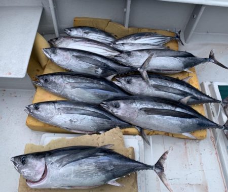 ビンチョウマグロギジング