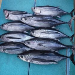 ビンチョウマグロジギング