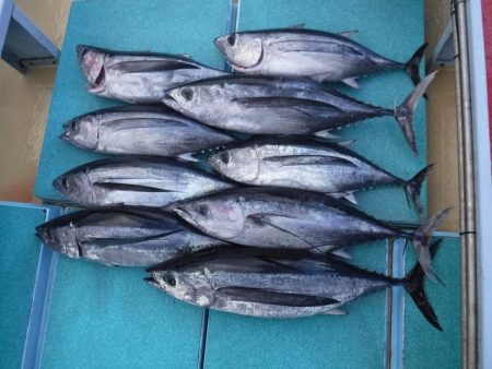 ビンチョウマグロジギング