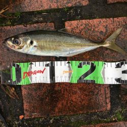 アジ16匹、尺アジ1匹