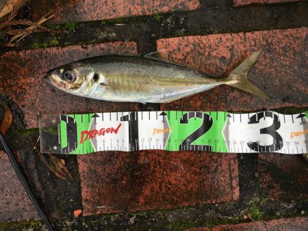 アジ16匹、尺アジ1匹