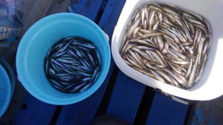 2シーズンぶりの釣果