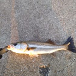 アコウ50cmとシーバス