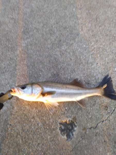 アコウ50cmとシーバス