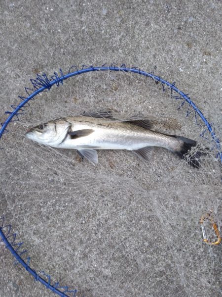 ライトタックルでシーバス