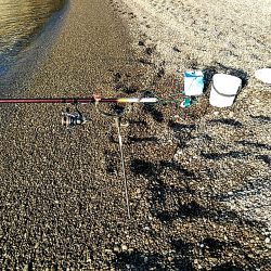 久しぶりにアオリイカでした!!