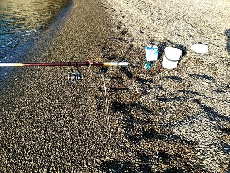 久しぶりにアオリイカでした!!