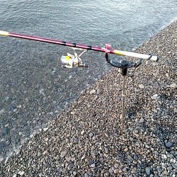 久しぶりのアオリイカでした！！