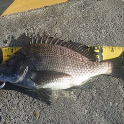 年無しチヌ含めて二桁