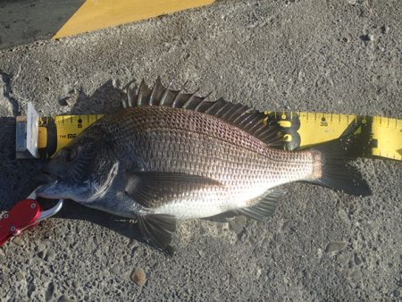 年無しチヌ含めて二桁