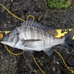 メイタサイズから年無しサイズまで