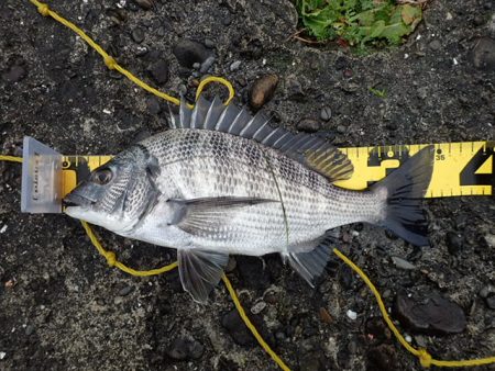 メイタサイズから年無しサイズまで