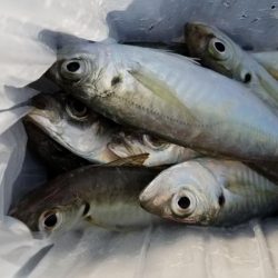 アジング　初島漁港