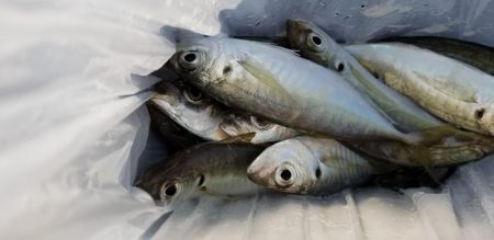 アジング　初島漁港