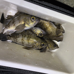 二見メバリング(2020-3)